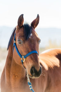 TROT Headshots